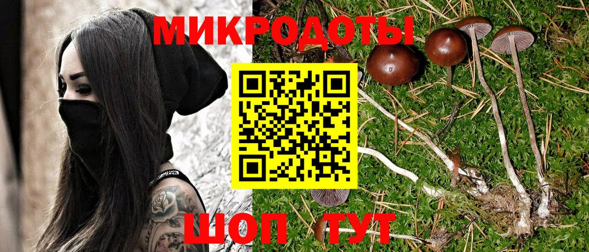 Псилоцибиновые грибы Psilocybe Архангельск